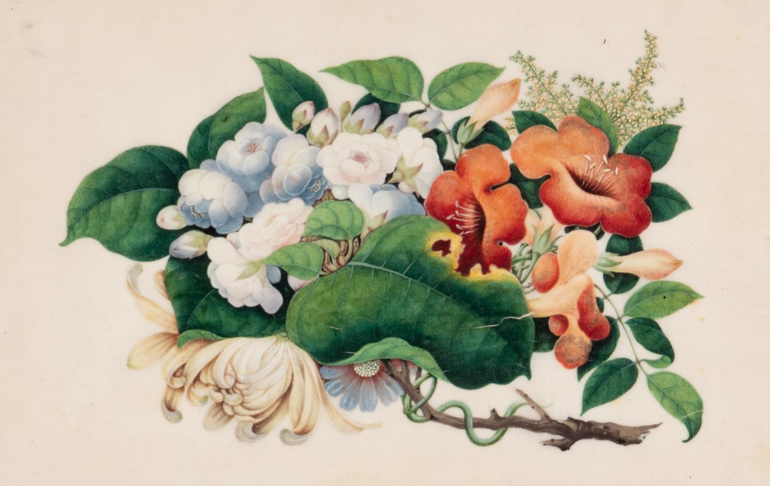 A Set of Twelve Chinese Export Watercolor and Pith Botanical Paintings