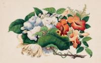 A Set of Twelve Chinese Export Watercolor and Pith Botanical Paintings
