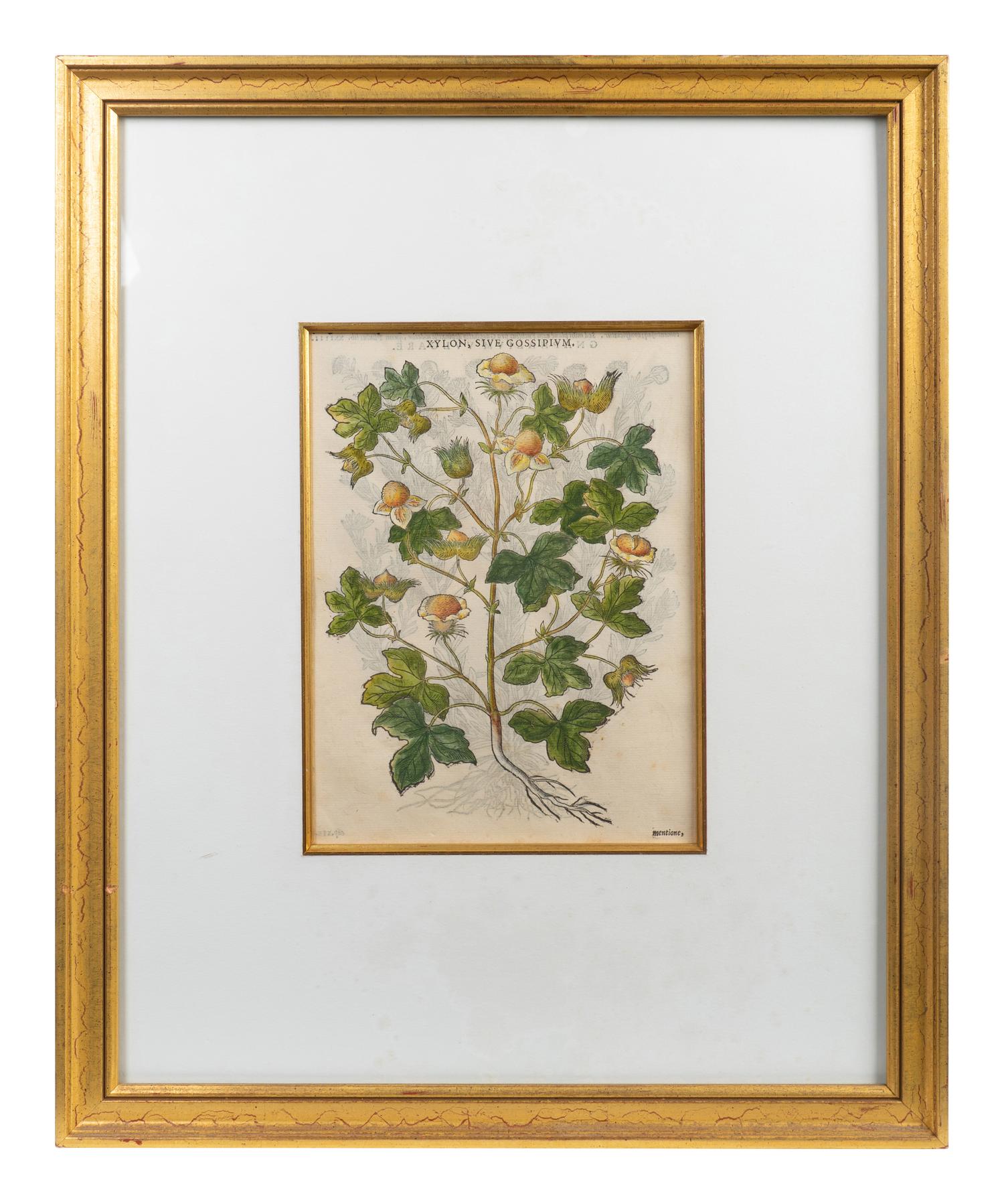 A Group of Eight Hand Colored Engravings Possibly After Matthias de l'Obel — 19TH CENTURY