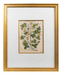 A Group of Eight Hand Colored Engravings Possibly After Matthias de l'Obel — 19TH CENTURY