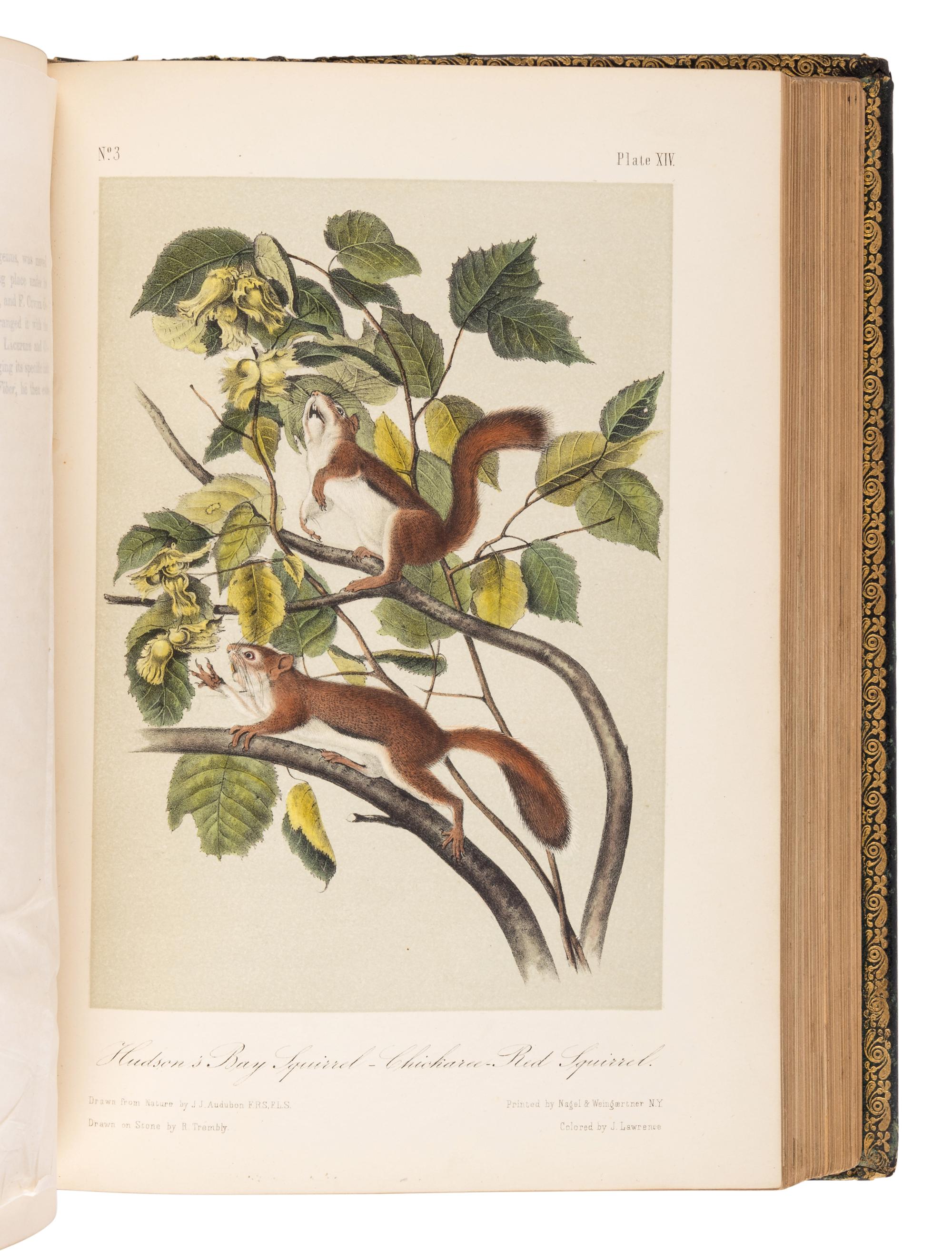 AUDUBON, John James (1785-1851) and John BACHMAN (1790-1874). The Quadrupeds of North America . New York: V.G. Audubon, 1849, 1851, 1854.