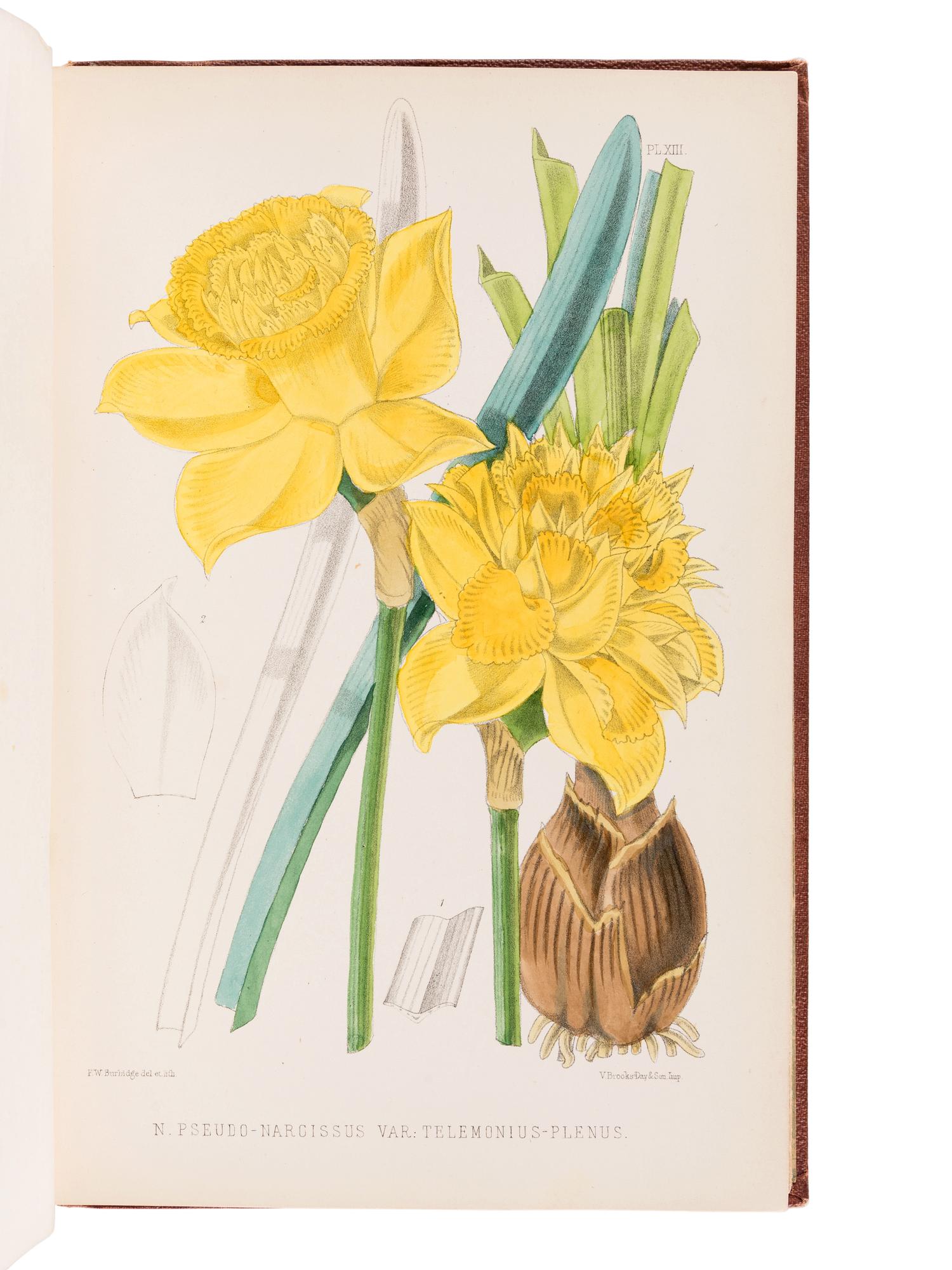 BURBIDGE, Frederick William Thomas (1847-1905). The Narcissus; its History and Culture . London; L. Reeve & Co., 1875.