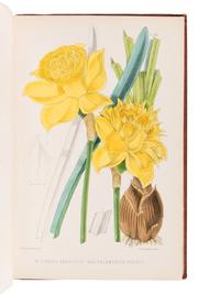 BURBIDGE, Frederick William Thomas (1847-1905). The Narcissus; its History and Culture . London; L. Reeve & Co., 1875.
