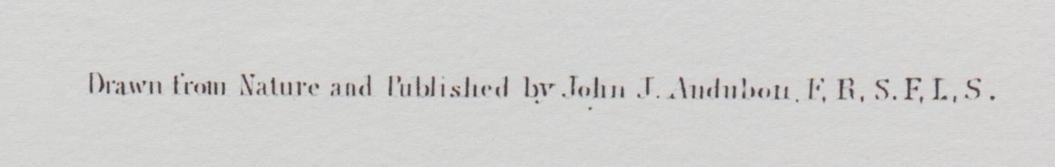 [NATURAL HISTORY] (AUDUBON, John James, after)