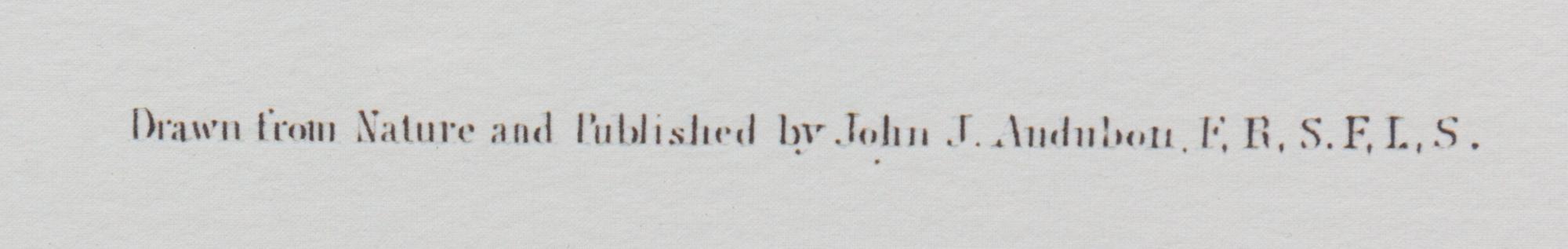 [NATURAL HISTORY] (AUDUBON, John James, after)