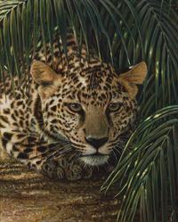 Richard Mravik (Canadian, b. 1973) — Crouching Leopard , 1999