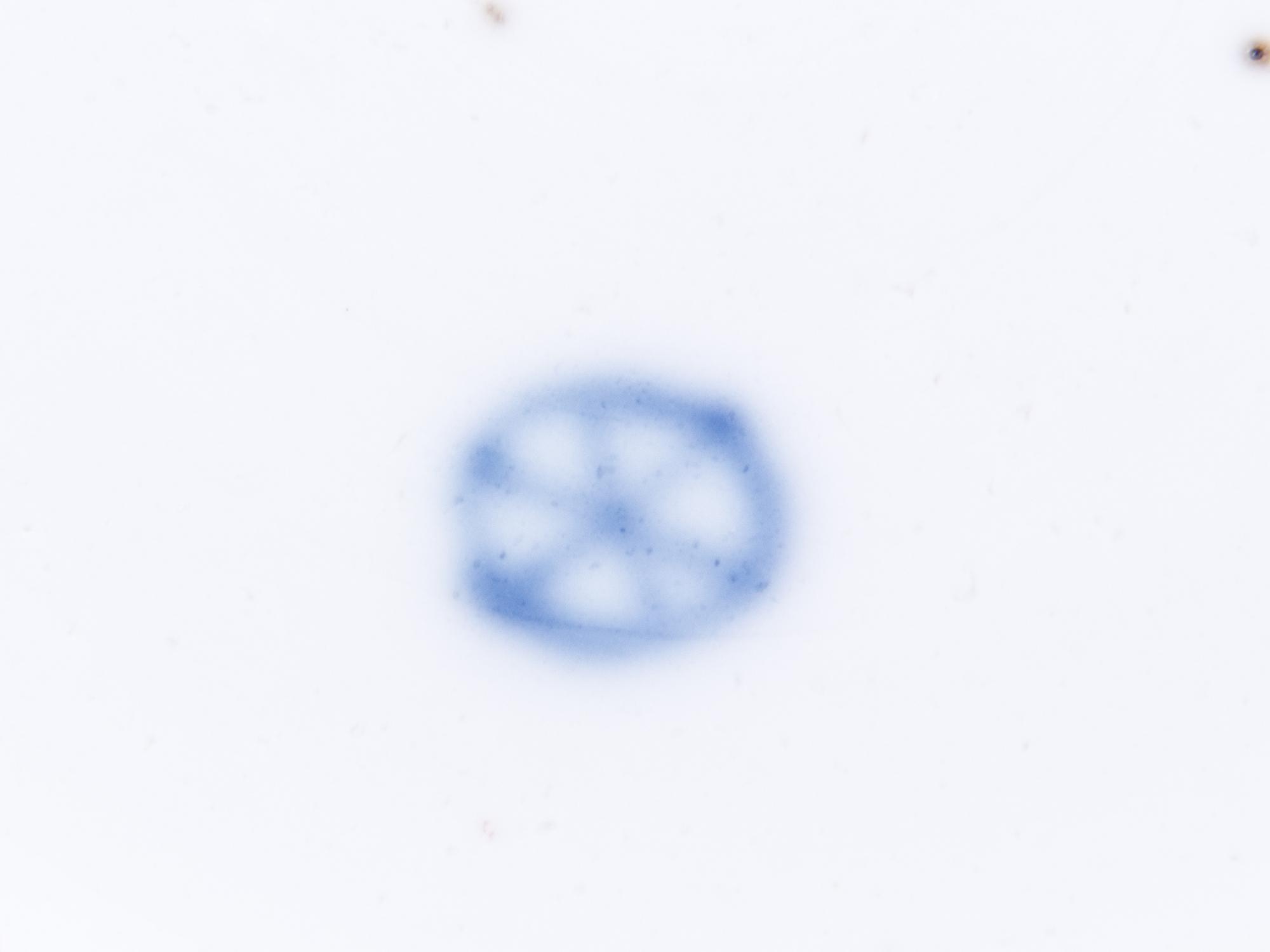 A Höchst Porcelain Cup and Saucer