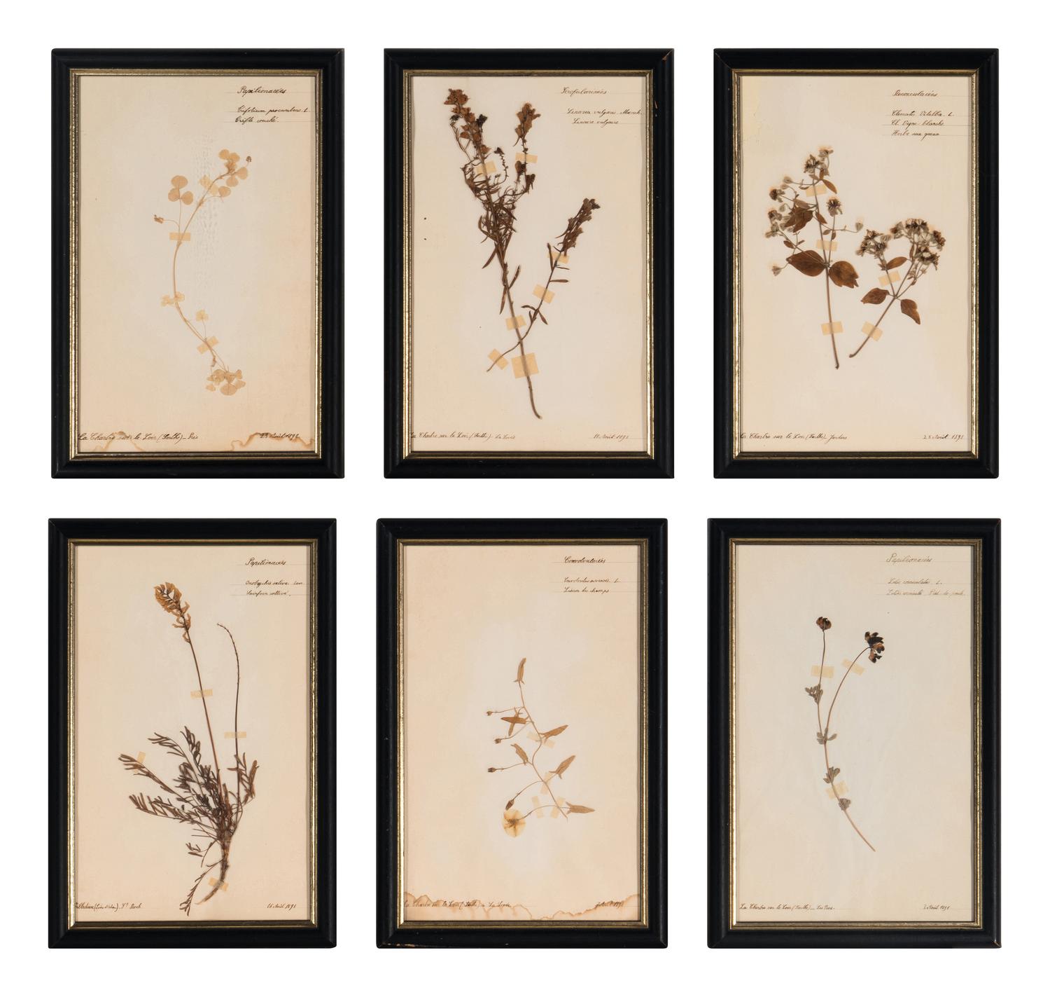 A Set of Forty-Six French Framed Botanical Specimens