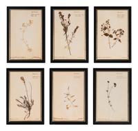 A Set of Forty-Six French Framed Botanical Specimens