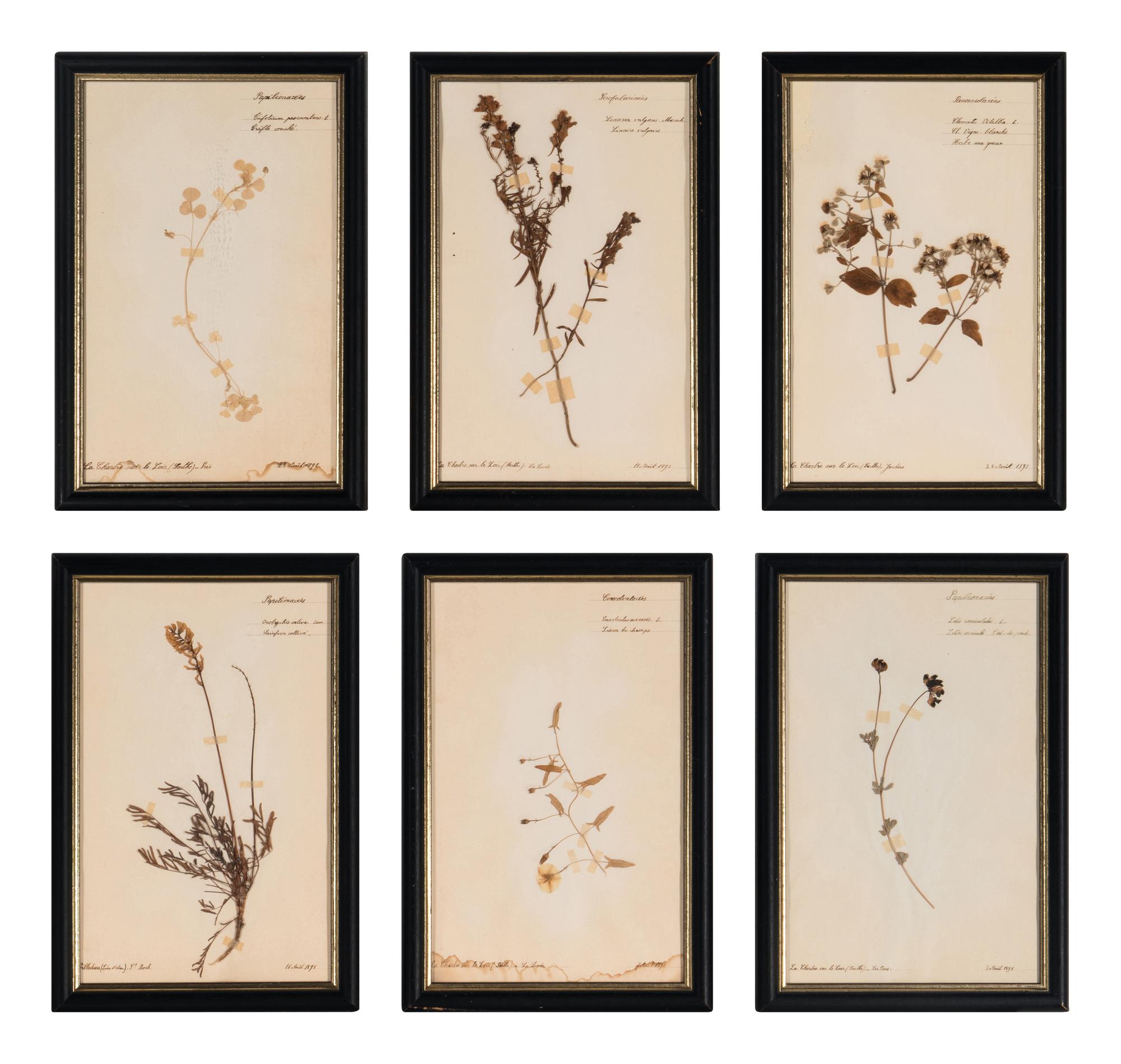 A Set of Forty-Six French Framed Botanical Specimens