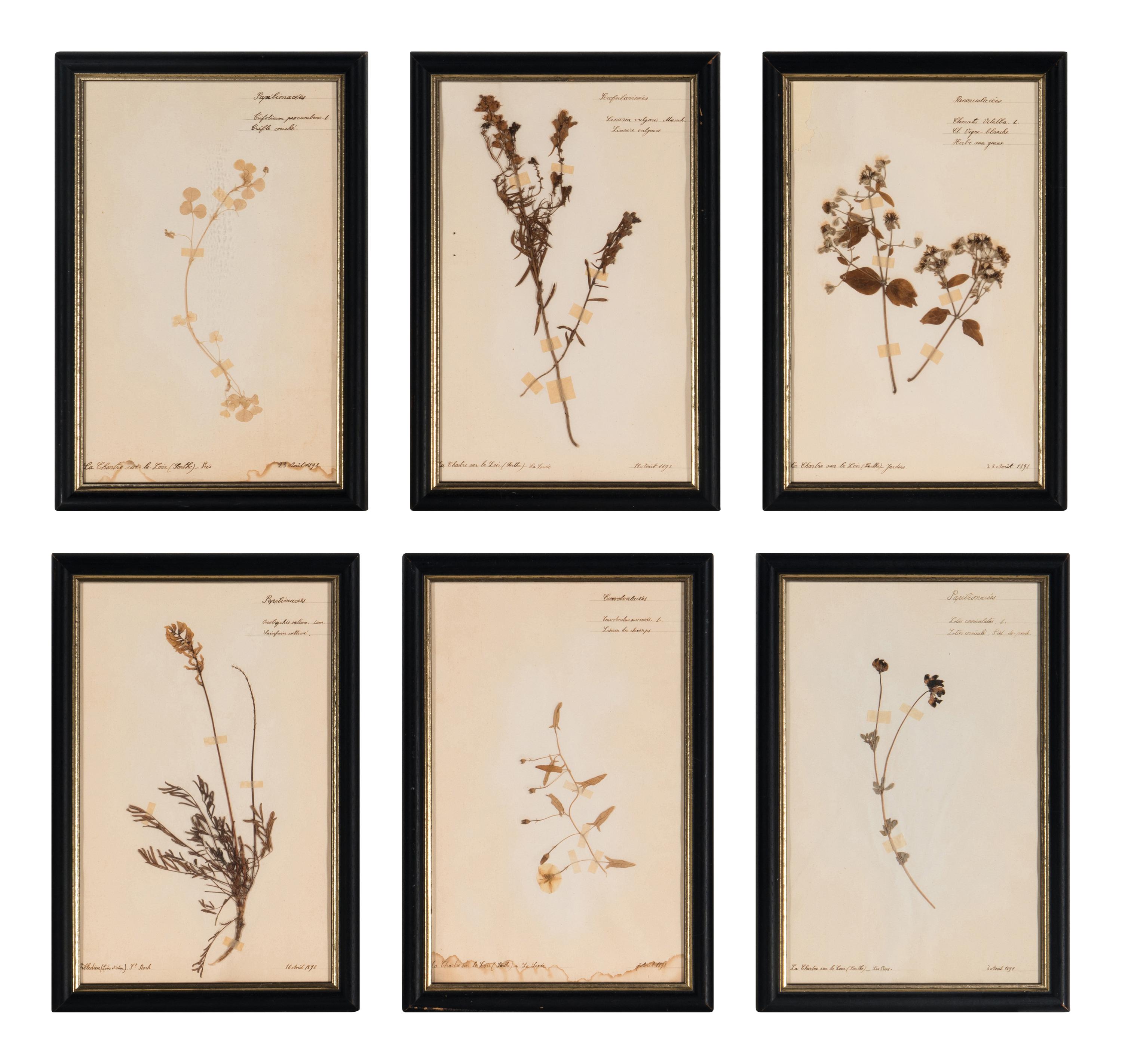 A Set of Forty-Six French Framed Botanical Specimens