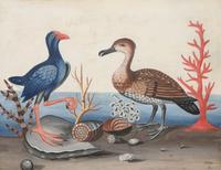 A Set of Six Irish George III Embossed Bird Pictures by Samuel Dixon