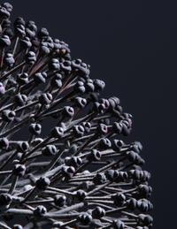 Untitled (Bush), c. 1970s