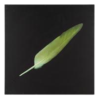 Feather