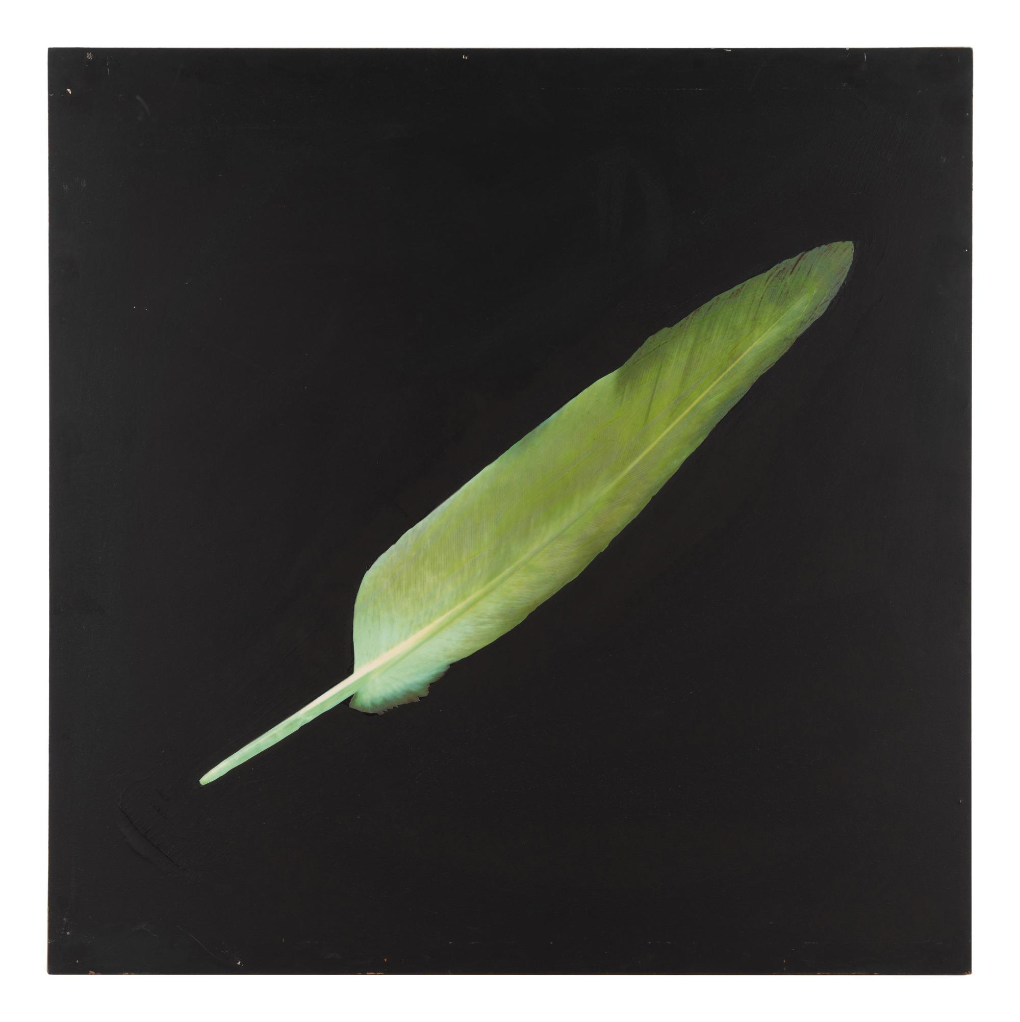 Feather