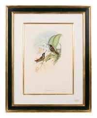 John Gould (British, 1804-1881)