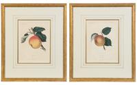 A Pair of Botanical Prints 10 1/2 x 7 1/2 inches.