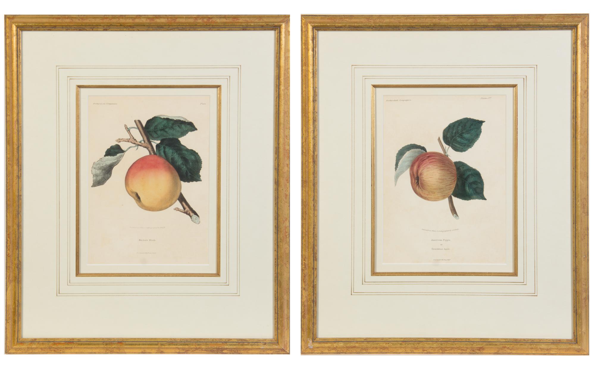 A Pair of Botanical Prints 10 1/2 x 7 1/2 inches.