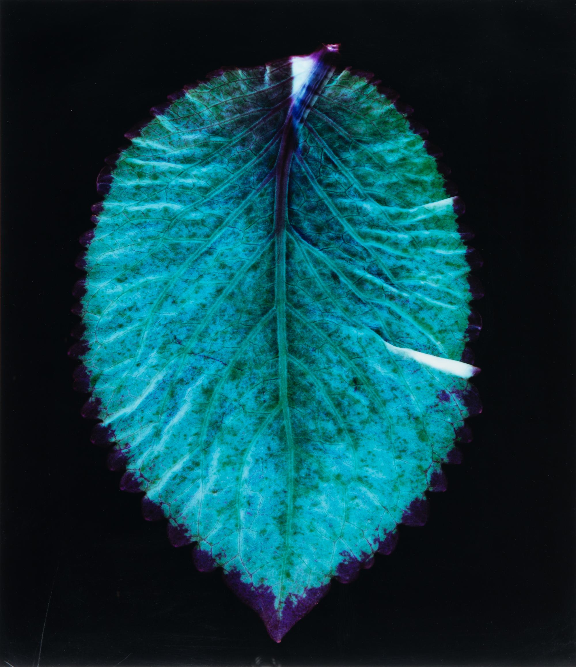 Large Coleus Leaf, Blue Dogwood Leaves, Single Feather and Hydrangea (four botanical prints), circa 2000