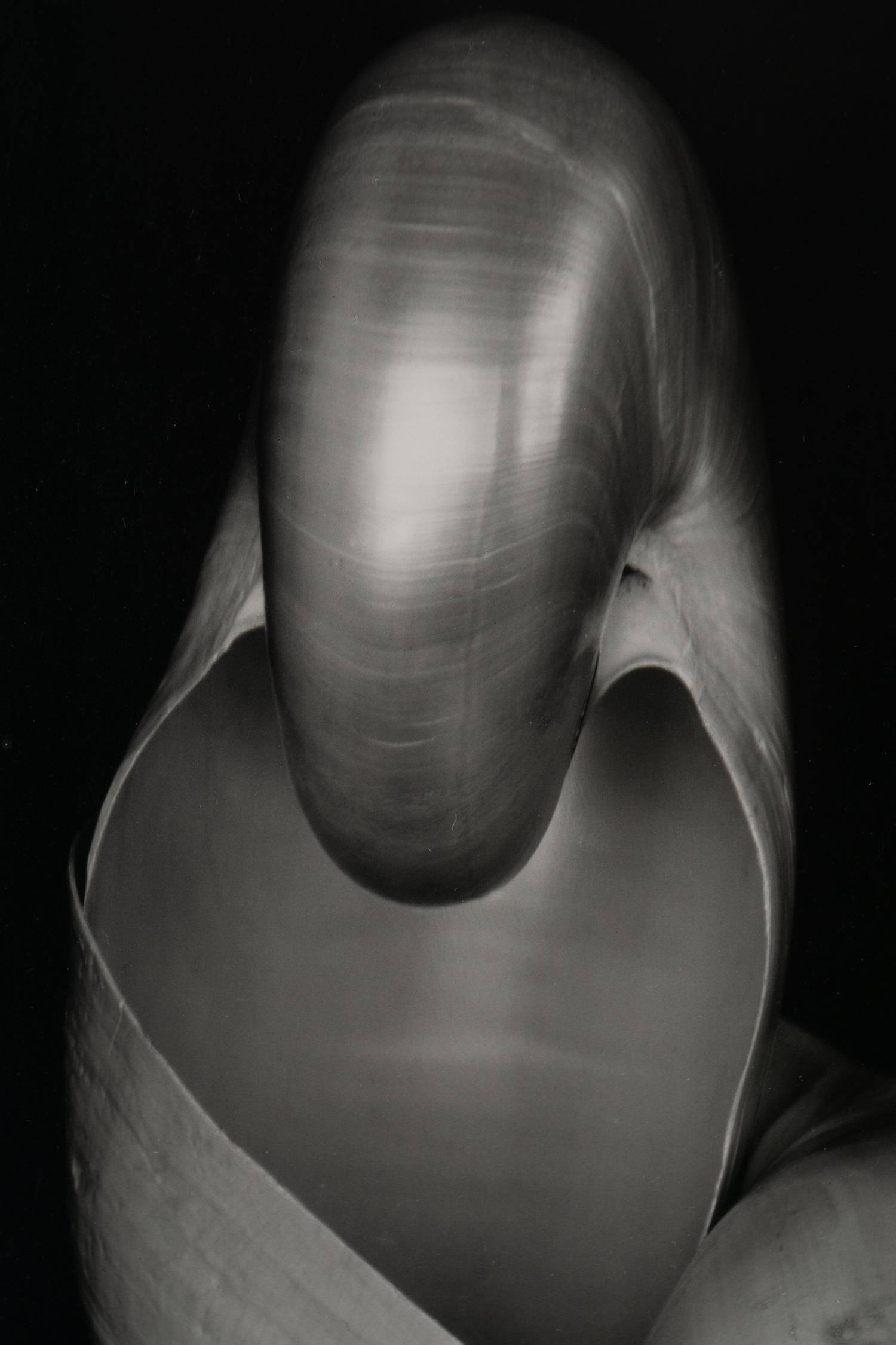 Shells, 1927