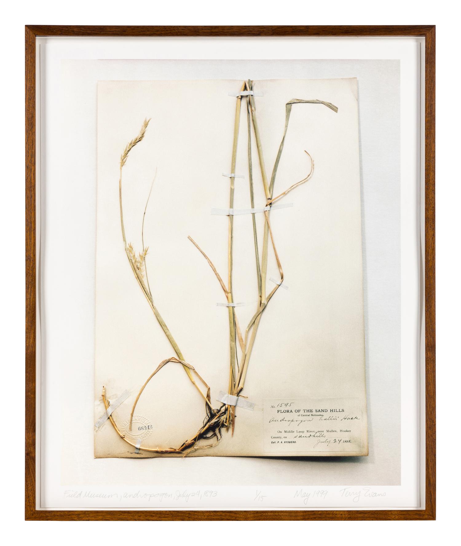 Field Museum, Andropogon, July 24, 1893 , 1999