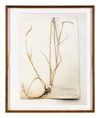 Field Museum, Andropogon, July 24, 1893 , 1999