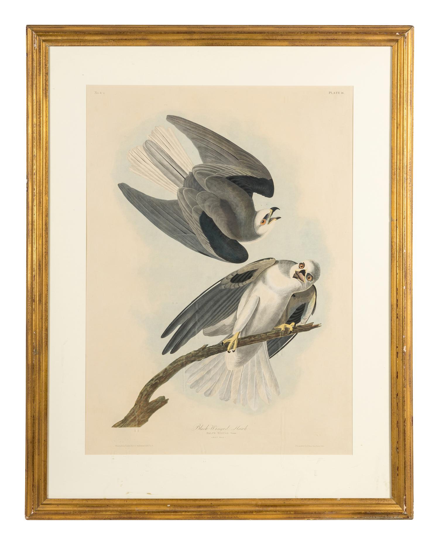 AUDUBON, John James (1785-1851) Black-winged hawk (Plate CCCLII) Falco dispar