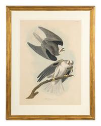 AUDUBON, John James (1785-1851) Black-winged hawk (Plate CCCLII) Falco dispar