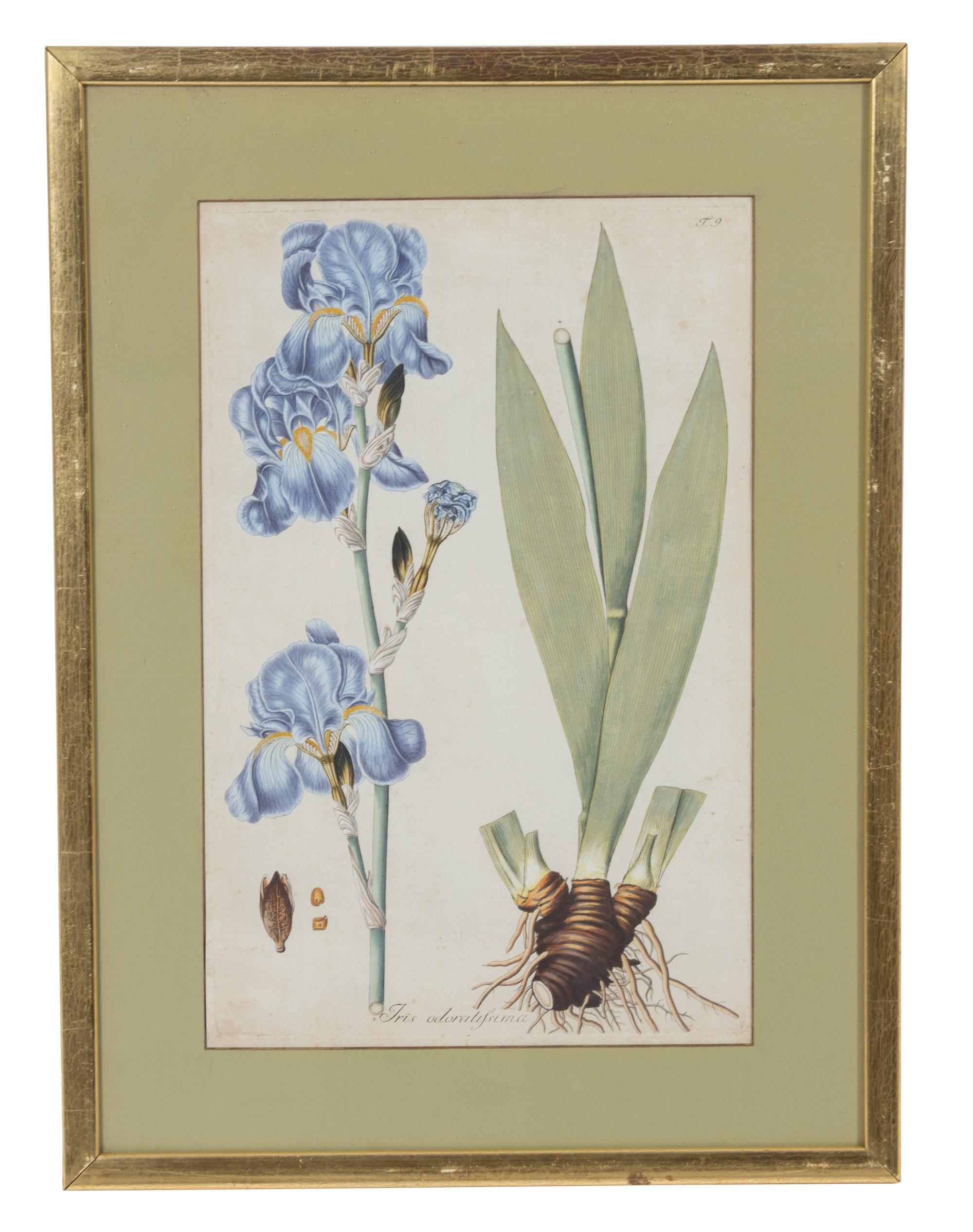 A Collection of Twelve Botanical Engravings Largest framed dimensions 27 x 9 inches. — 19TH/20TH CENTURY