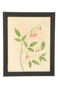 A Set of Eighteen Framed English Botanical Watercolor Illustrations