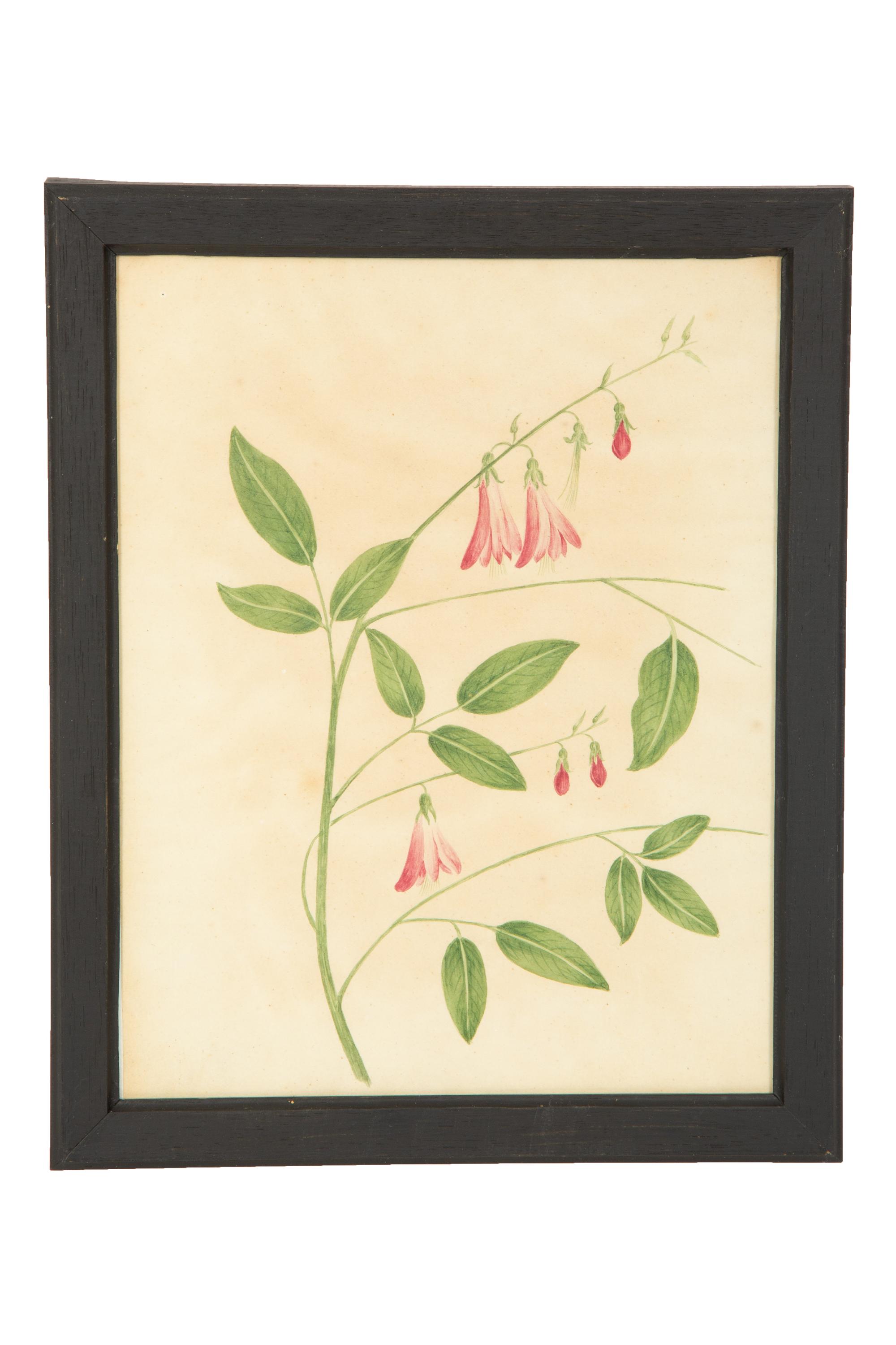 A Set of Eighteen Framed English Botanical Watercolor Illustrations