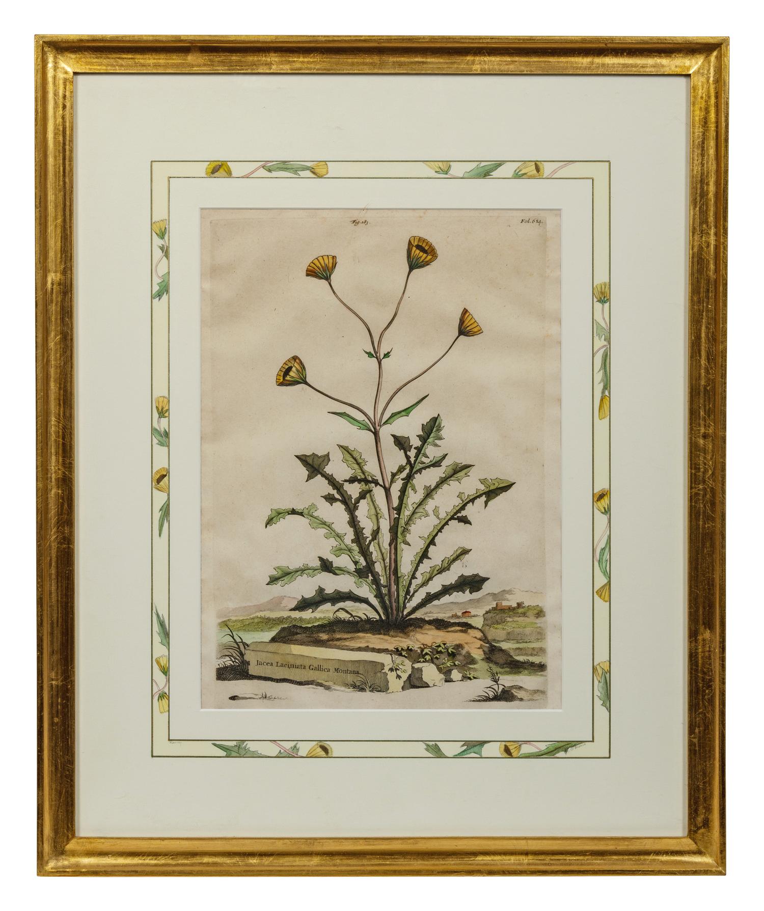 Two Botanical Prints
