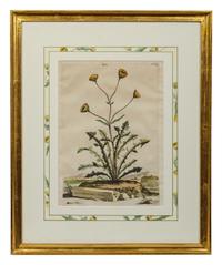 Two Botanical Prints