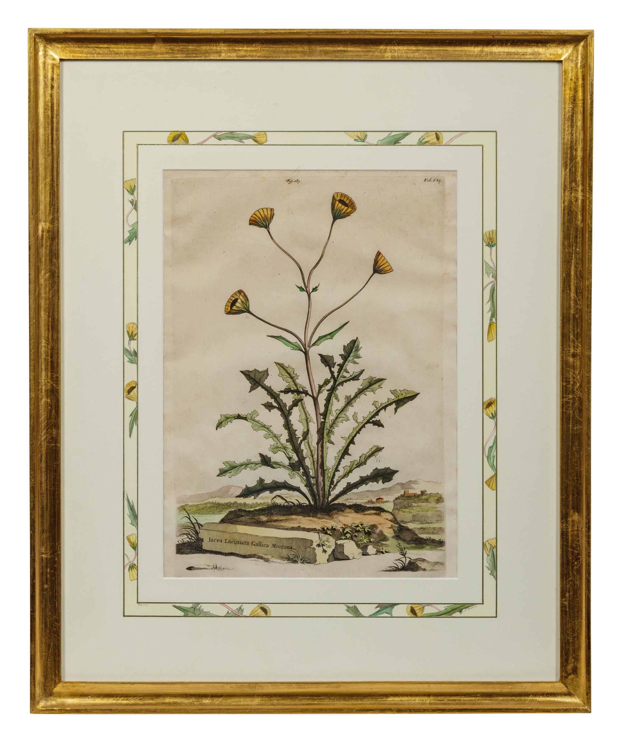 Two Botanical Prints