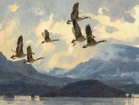 Shimmering Flight