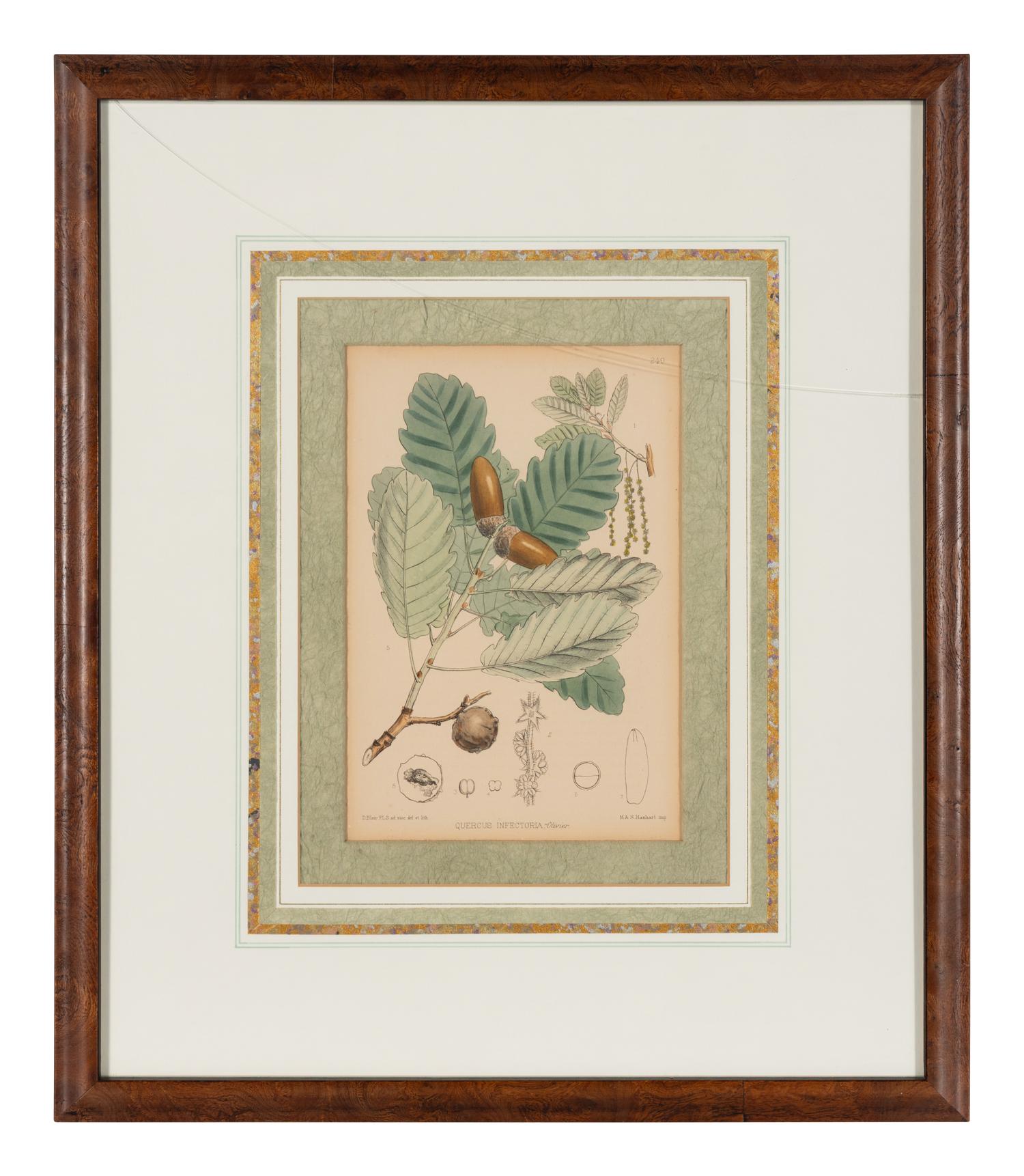 A Set of Eleven Illustrations from Medicinal Plants by Robert Bentley and Henry Trimen