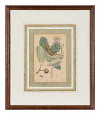 A Set of Eleven Illustrations from Medicinal Plants by Robert Bentley and Henry Trimen