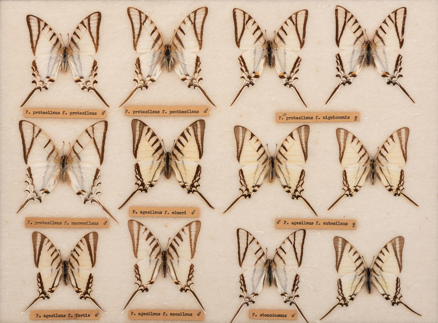 Three Framed Groups of Lepidopterological Specimens