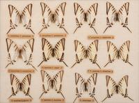 Three Framed Groups of Lepidopterological Specimens