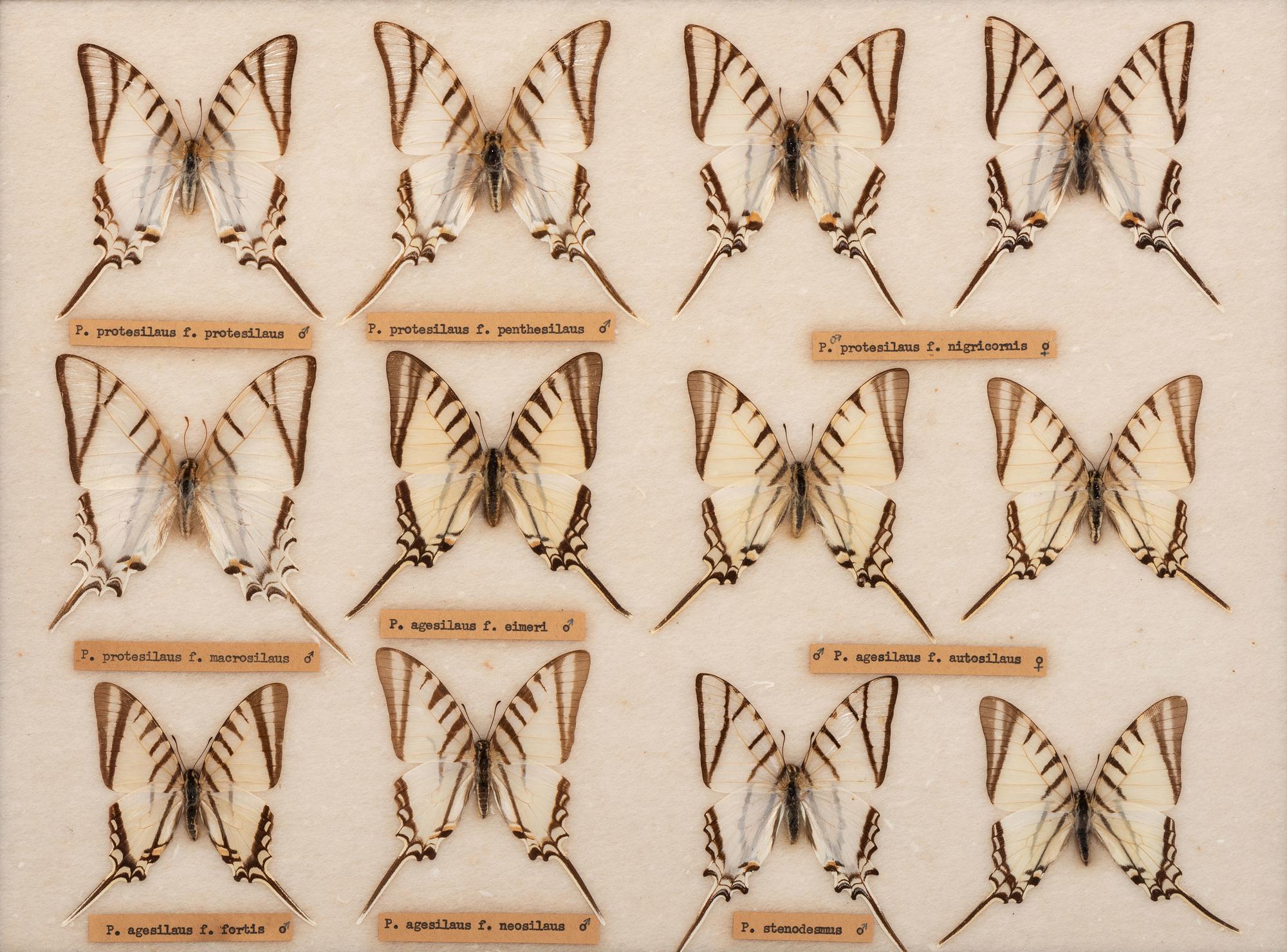 Three Framed Groups of Lepidopterological Specimens