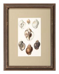 Thirteen Hand-Colored Shell Engravings