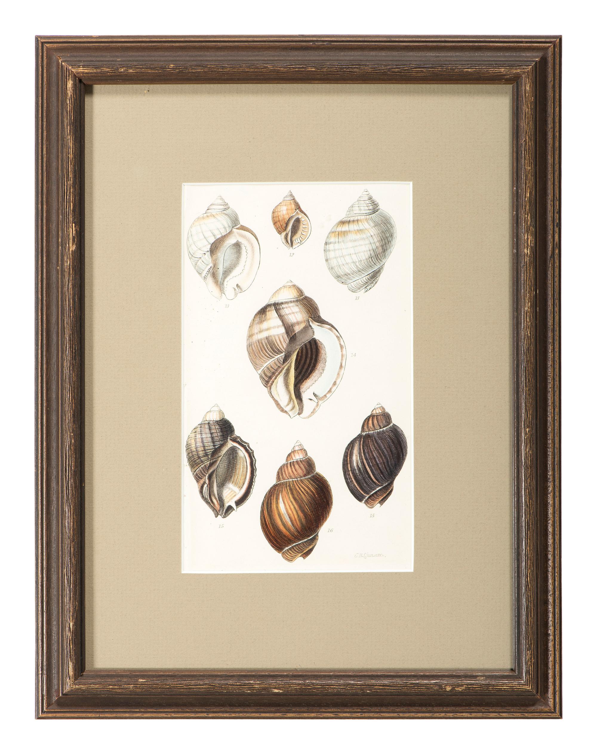 Thirteen Hand-Colored Shell Engravings