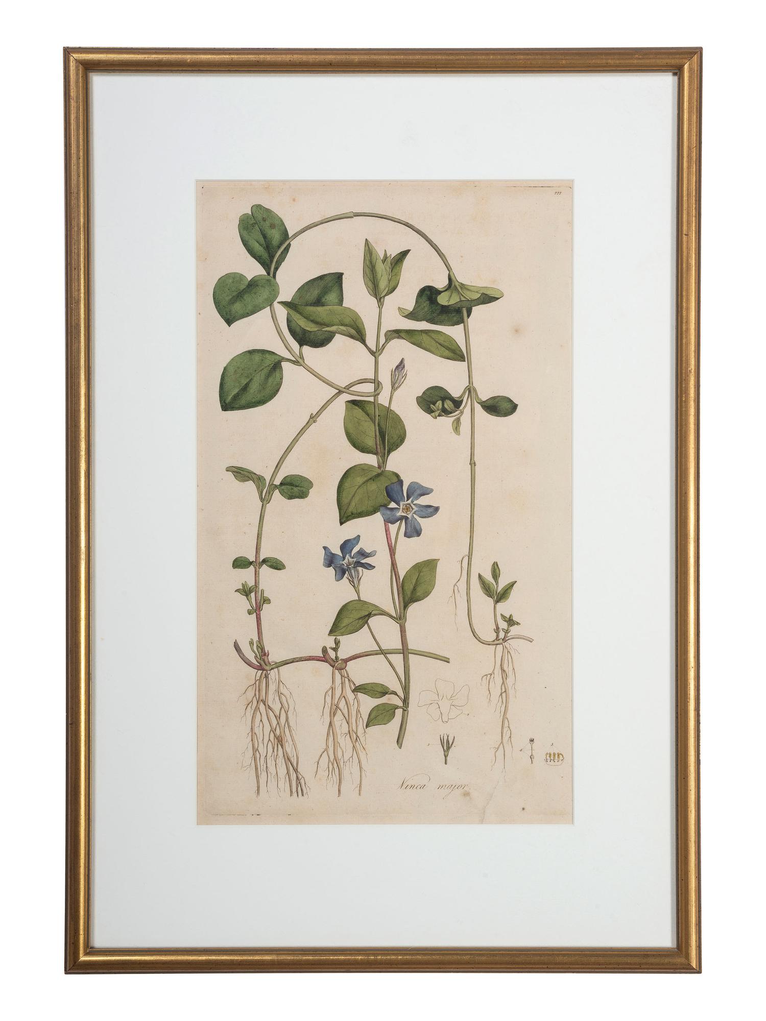 Five Hand-Colored Botanical Engravings