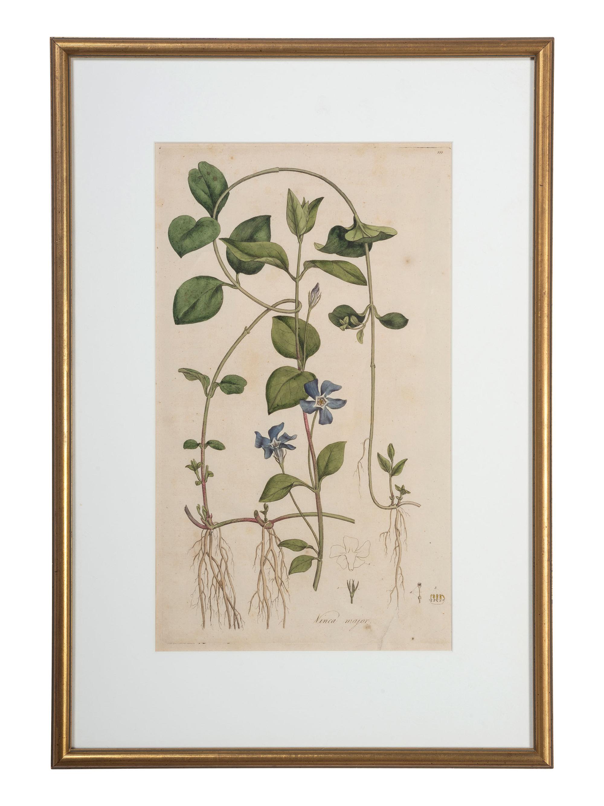 Five Hand-Colored Botanical Engravings