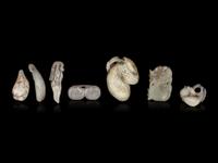 Seven Chinese Celadon Jade Carvings of Fruits