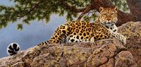 Lair of the Cat - Leopard