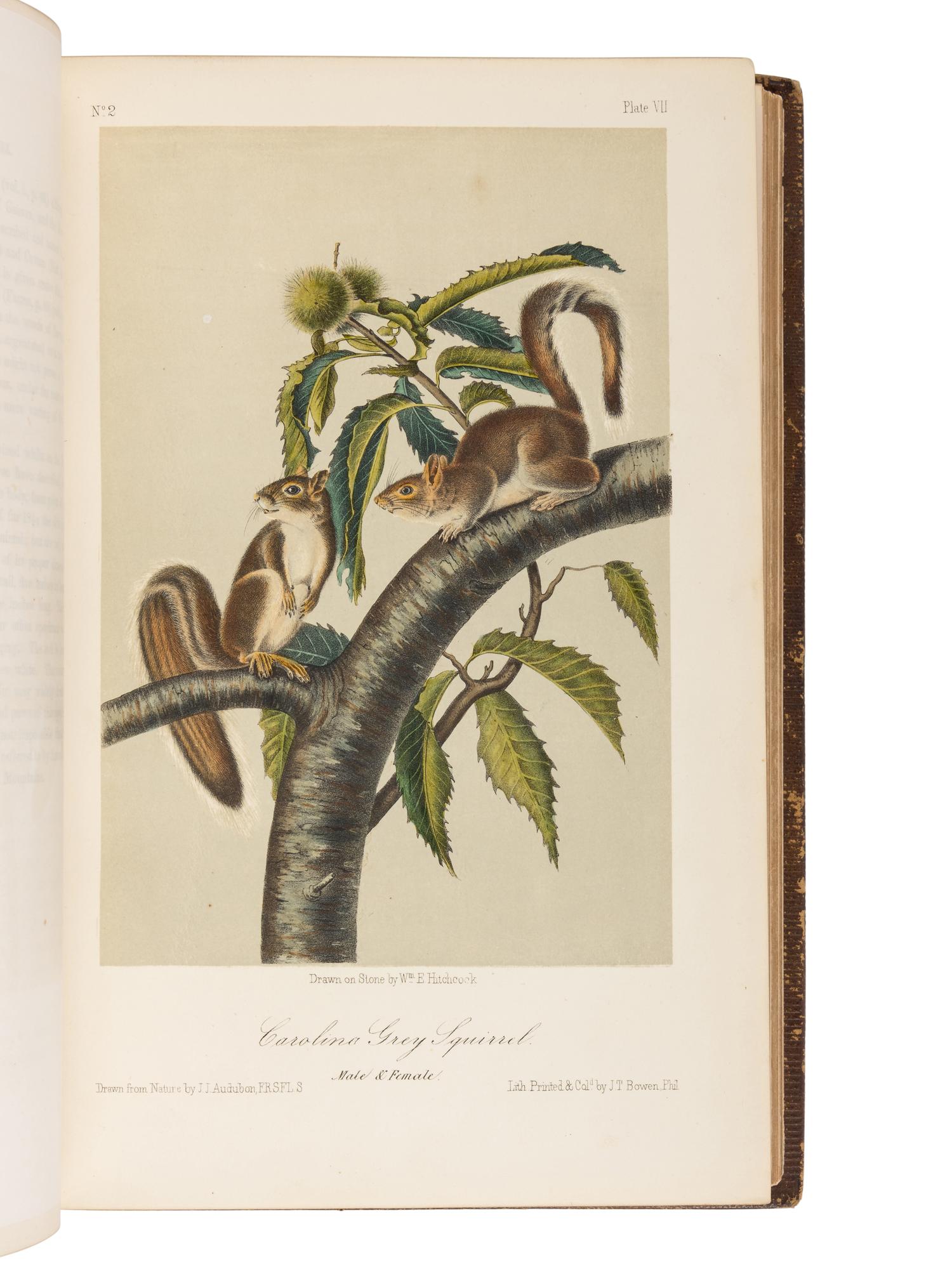 AUDUBON, John James (1785-1851) and John BACHMAN (1790-1874). The Quadrupeds of North America . New York: V.G. Audubon, 1849, 1851, 1854.