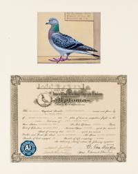 BURKE, DR. EDGAR. An archive of 12 gouache paintings of Dr. Burke's racing pigeons