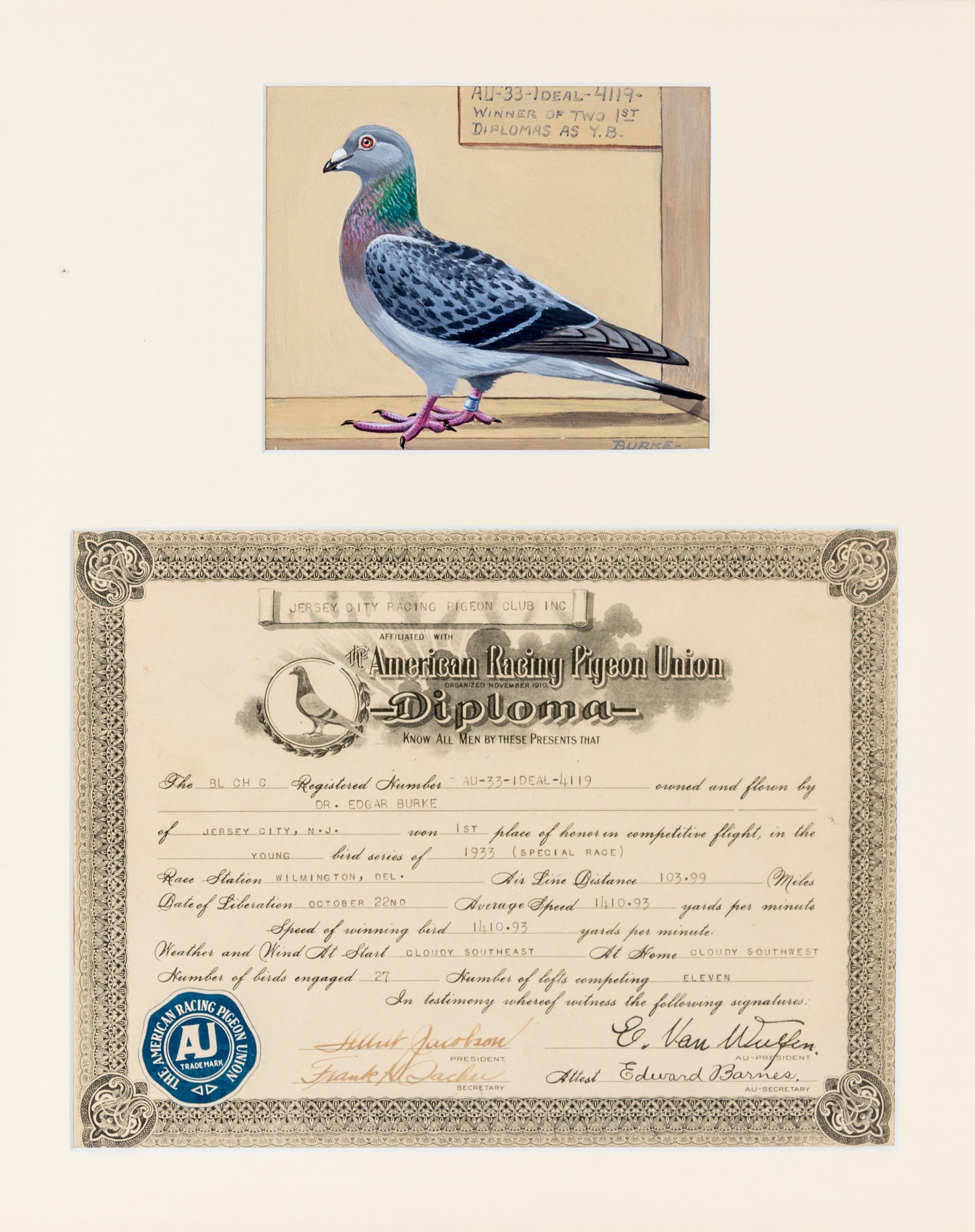 BURKE, DR. EDGAR. An archive of 12 gouache paintings of Dr. Burke's racing pigeons