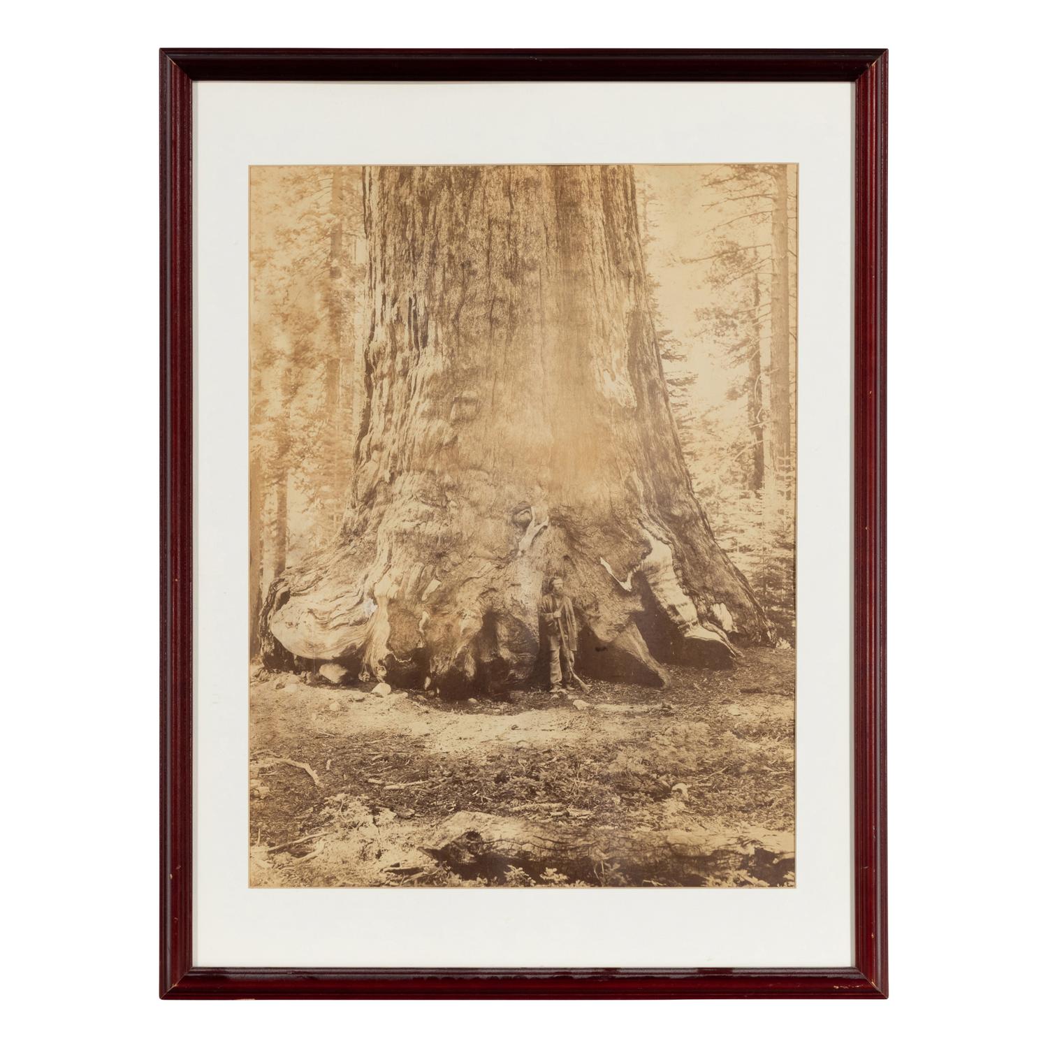 Watkins, Carleton E. (1829-1916). Section of the Grizzly Giant with Galen Clark, Mariposa Grove, Yosemite . Ca 1865-66.